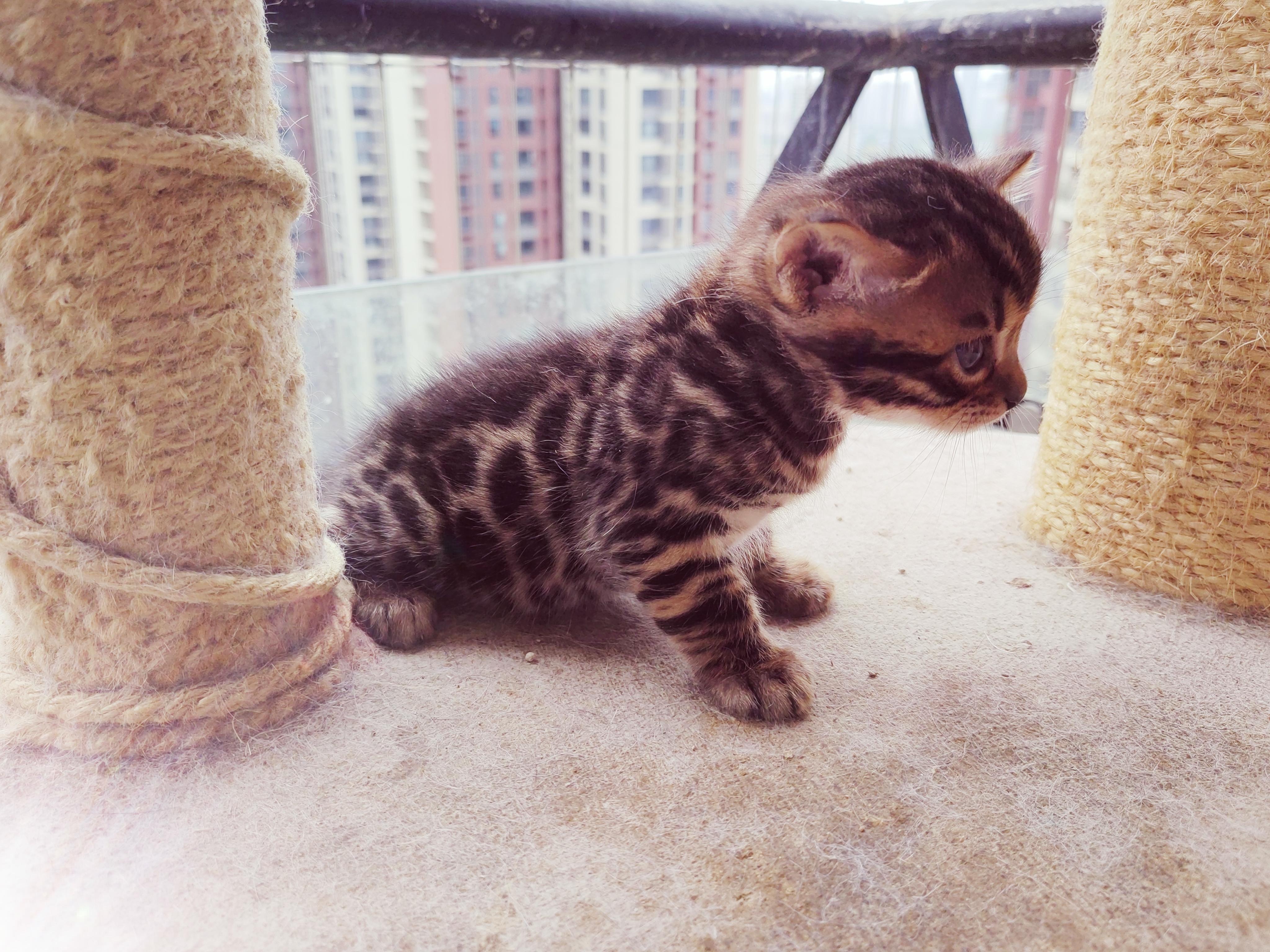 孟加拉豹猫